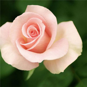 微信头像玫瑰花 粉色浪漫玫瑰花高清图片