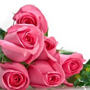 微信头像玫瑰花 粉色浪漫玫瑰花高清图片