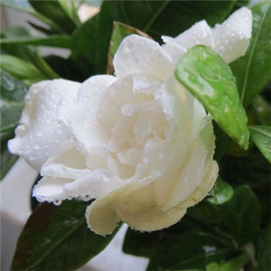 白色的花朵QQ头像 美丽的纯白色栀子花图片