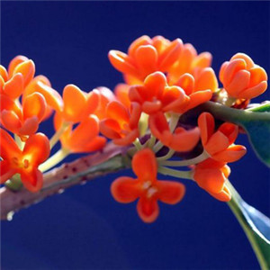 红色花朵头像 盛开的橘红色桂花植物图片大