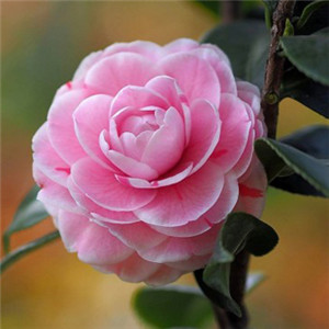 花朵淡粉色头像 朴素典雅的山茶花唯美图片