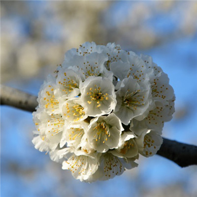 微信花朵头像，洁白似雪的樱花图片