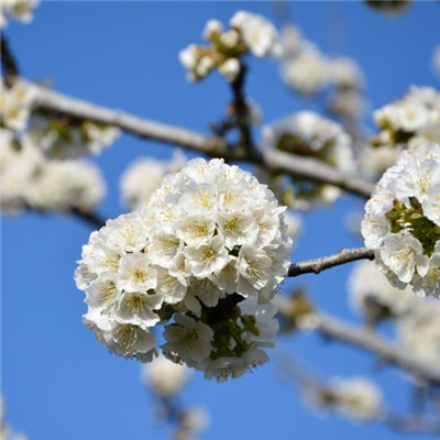 微信花朵头像，洁白似雪的樱花图片