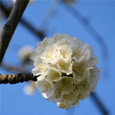 微信花朵头像，洁白似雪的樱花图片