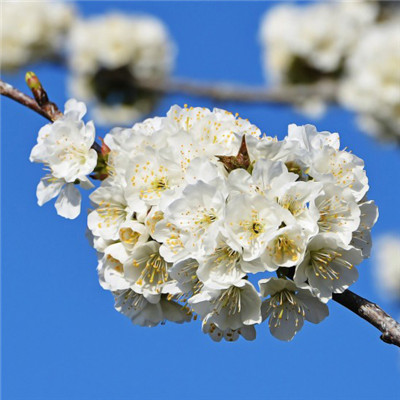 微信花朵头像，洁白似雪的樱花图片