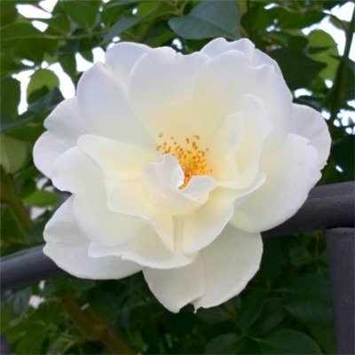 白玫瑰微信头像，洁白的白玫瑰图片