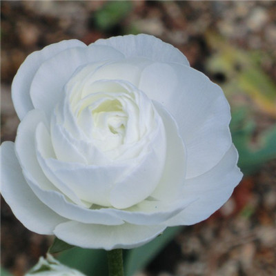 白玫瑰微信头像，洁白的白玫瑰图片