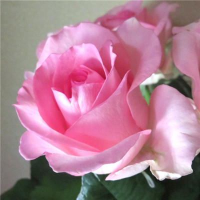 粉色玫瑰花微信头像，美丽的粉红玫瑰图片