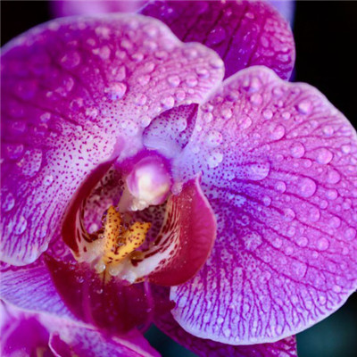 好看的花朵微信头像，各种颜色的蝴蝶兰花图片