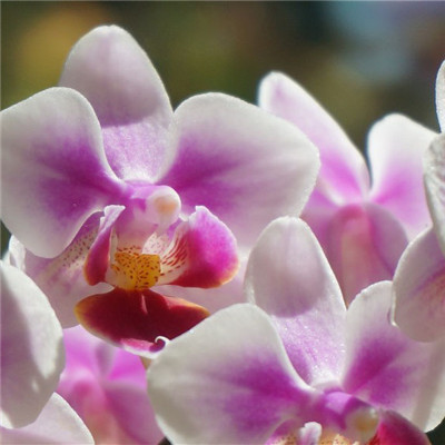 好看的花朵微信头像，各种颜色的蝴蝶兰花图片