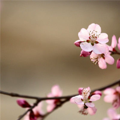 桃花头像高清图片 美丽的山桃花图片