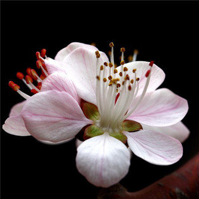 桃花头像高清图片 美丽的山桃花图片