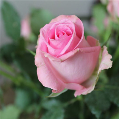 微信头像玫瑰花 娇艳的粉色玫瑰花图片