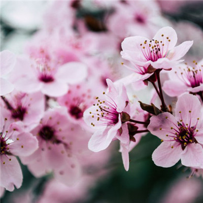 头像花朵图片 盛开的粉色的桃花图片