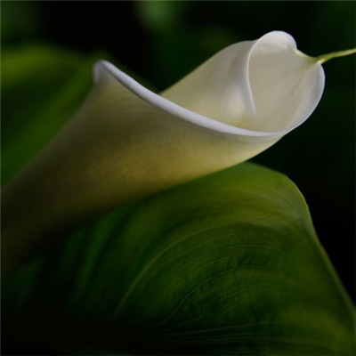 挺秀雅致花朵头像 白色马蹄莲图片