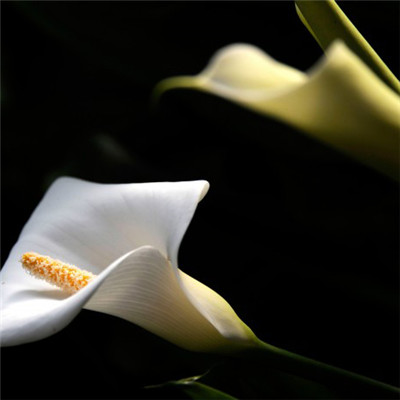 挺秀雅致花朵头像 白色马蹄莲图片