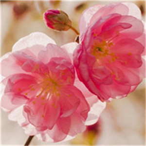 桃花头像高清图片 最美丽桃花季节快要来了