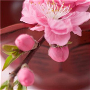 桃花头像高清图片 最美丽桃花季节快要来了