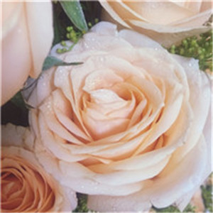 香槟玫瑰送给最爱的她，好看的玫瑰花头像图片
