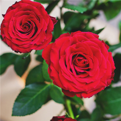红色玫瑰花头像，火红热情表白的红色玫瑰花图片