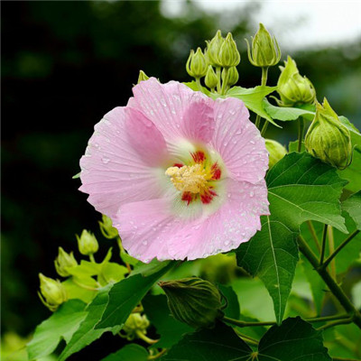 纯洁的芙蓉花图片，花白色;醉芙蓉头像