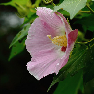 纯洁的芙蓉花图片，花白色;醉芙蓉头像