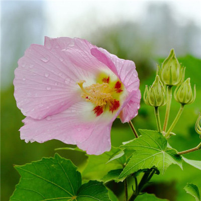 纯洁的芙蓉花图片，花白色;醉芙蓉头像