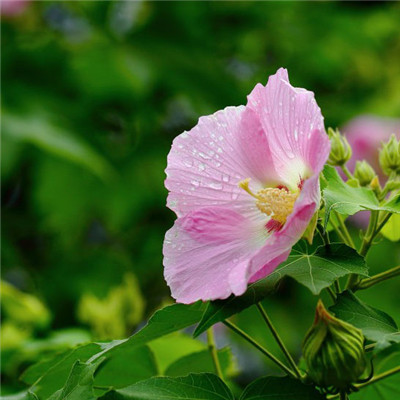 纯洁的芙蓉花图片，花白色;醉芙蓉头像