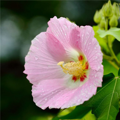 纯洁的芙蓉花图片，花白色;醉芙蓉头像