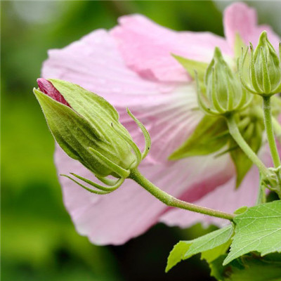 纯洁的芙蓉花图片，花白色;醉芙蓉头像