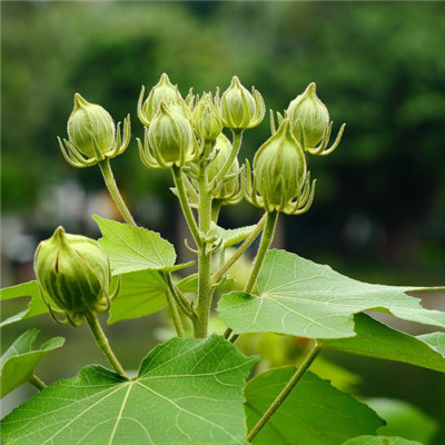 纯洁的芙蓉花图片，花白色;醉芙蓉头像