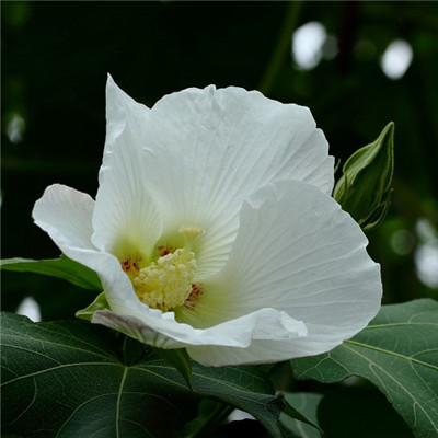 纯洁的芙蓉花图片，花白色;醉芙蓉头像