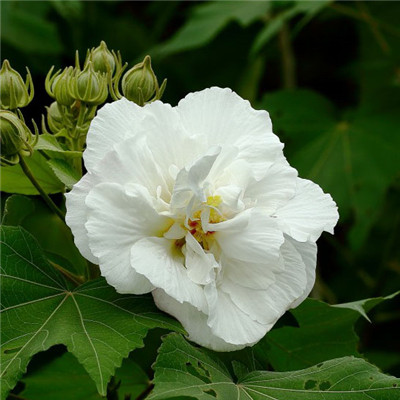 纯洁的芙蓉花图片，花白色;醉芙蓉头像