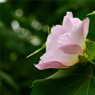 纯洁的芙蓉花图片，花白色;醉芙蓉头像