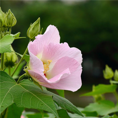 纯洁的芙蓉花图片，花白色;醉芙蓉头像