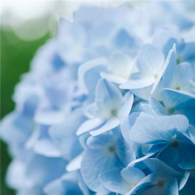 蓝色花朵头像图片，漂亮好看的蓝色的八仙花图片