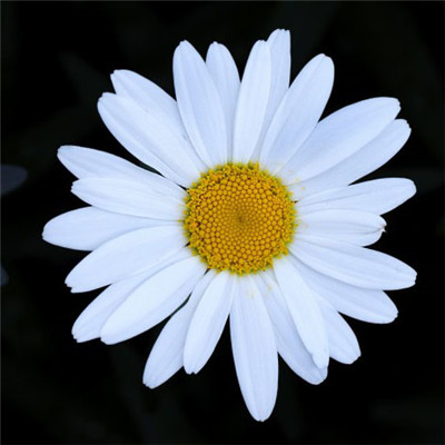 花朵微信头像，雏菊高清图片