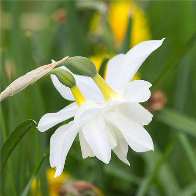 秀丽淡雅的水仙花头像图片，送给用白色花做头像的人