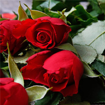 一支红玫瑰头像，红玫瑰热情如火像热恋中的少女