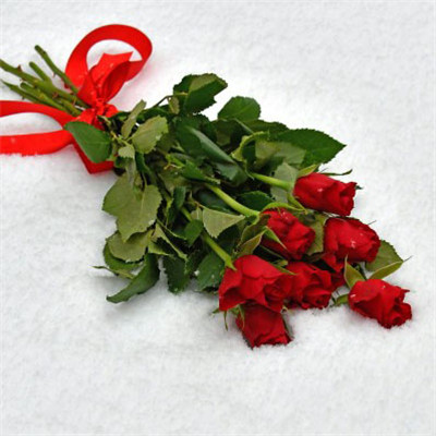 一支红玫瑰头像，红玫瑰热情如火像热恋中的少女