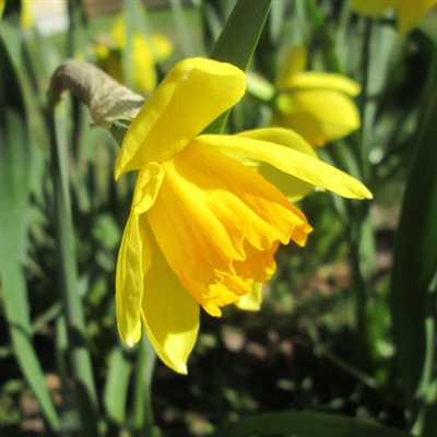 秀丽淡雅的黄色水仙花花朵微信头像图片