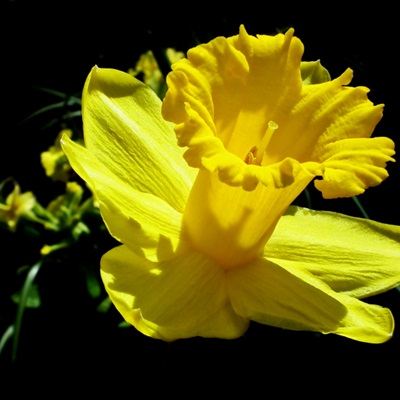 秀丽淡雅的黄色水仙花花朵微信头像图片