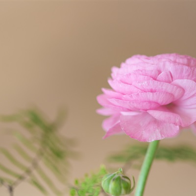 粉红色的花朵头像 盛开的花毛茛图片