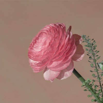 粉红色的花朵头像 盛开的花毛茛图片