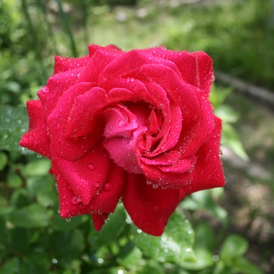 红色玫瑰唯美花微信头像 热烈绽放的玫瑰图片