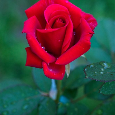 红色玫瑰唯美花微信头像 热烈绽放的玫瑰图片