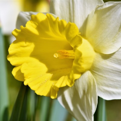 水仙花微信头像 黄色和白色盛开的水仙花
