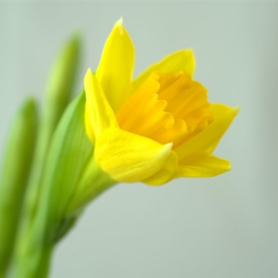 水仙花微信头像 黄色和白色盛开的水仙花
