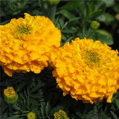 微信头像图片黄颜色花，姿态优雅的金盏菊图片