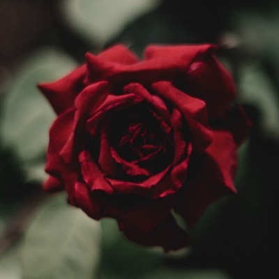 鲜艳热情最好看的玫瑰花微信头像图片